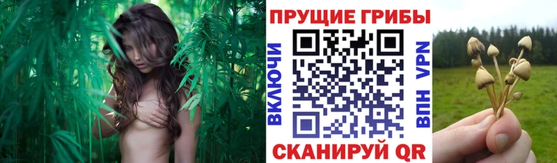 Псилоцибиновые грибы мицелий Устюжна